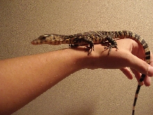 Sumatran Water Monitor