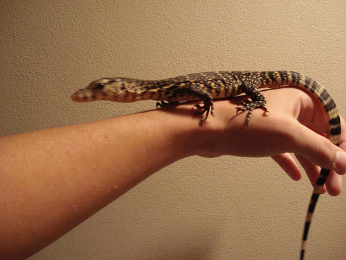 Sumatran Water Monitor
