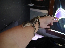 Sumatran Water Monitor