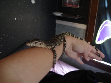 Sumatran Water Monitor