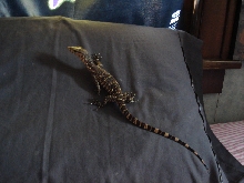 Sumatran Water Monitor