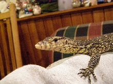 Water Monitor
