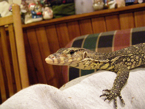 Water Monitor