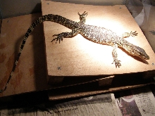 Water Monitor