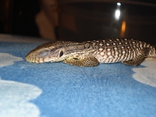 Savanna Monitor