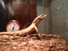 Savanna Monitor