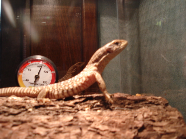 Savanna Monitor