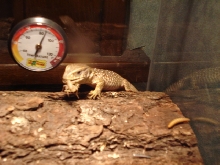 Savanna Monitor