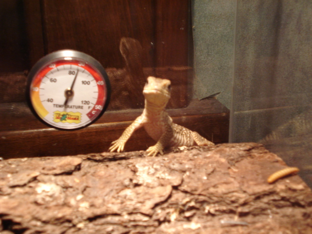 Savanna Monitor