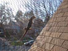 Savanna Monitor
