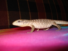 Savanna Monitor