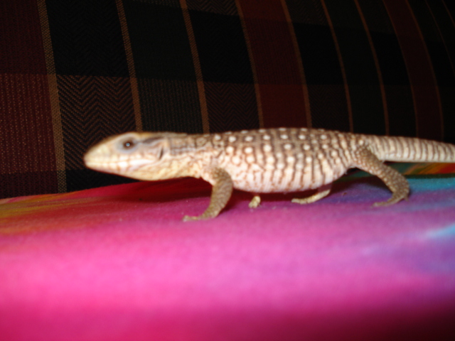 Savanna Monitor