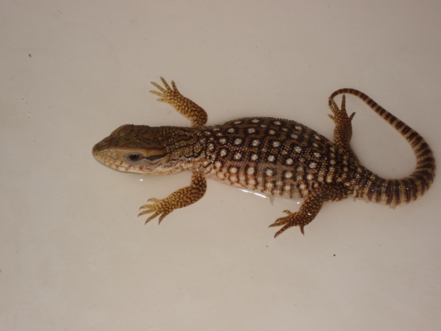 Savanna Monitor
