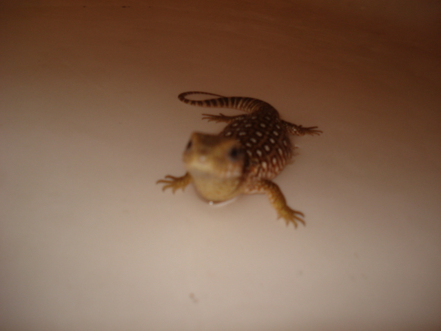 Savanna Monitor