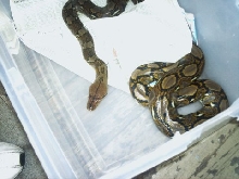 retic
