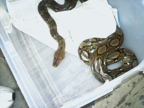 retic