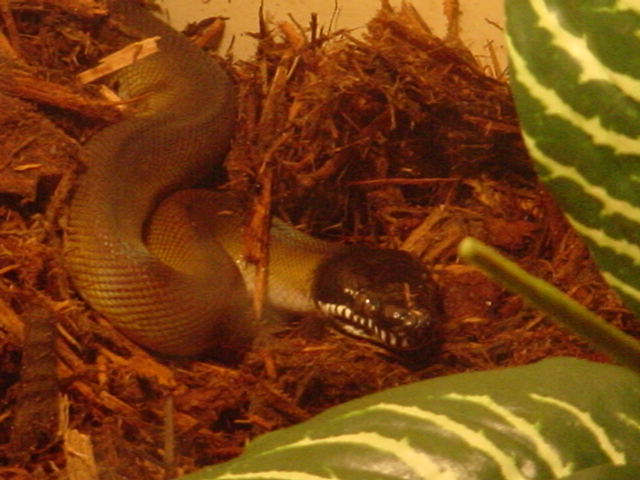 White Lipped Python