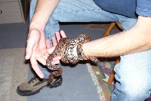 my Brazillian Rainbow boas