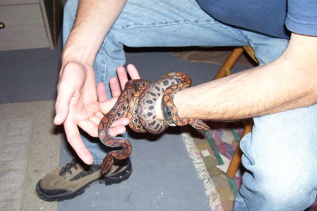 my Brazillian Rainbow boas