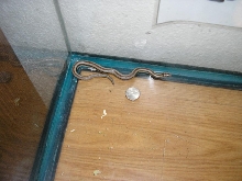 Baby rosy with quarter