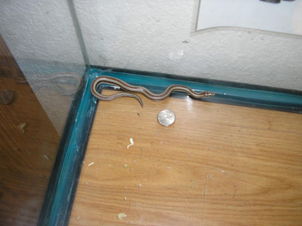 Baby rosy with quarter