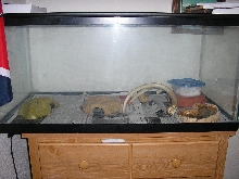 The boys tank