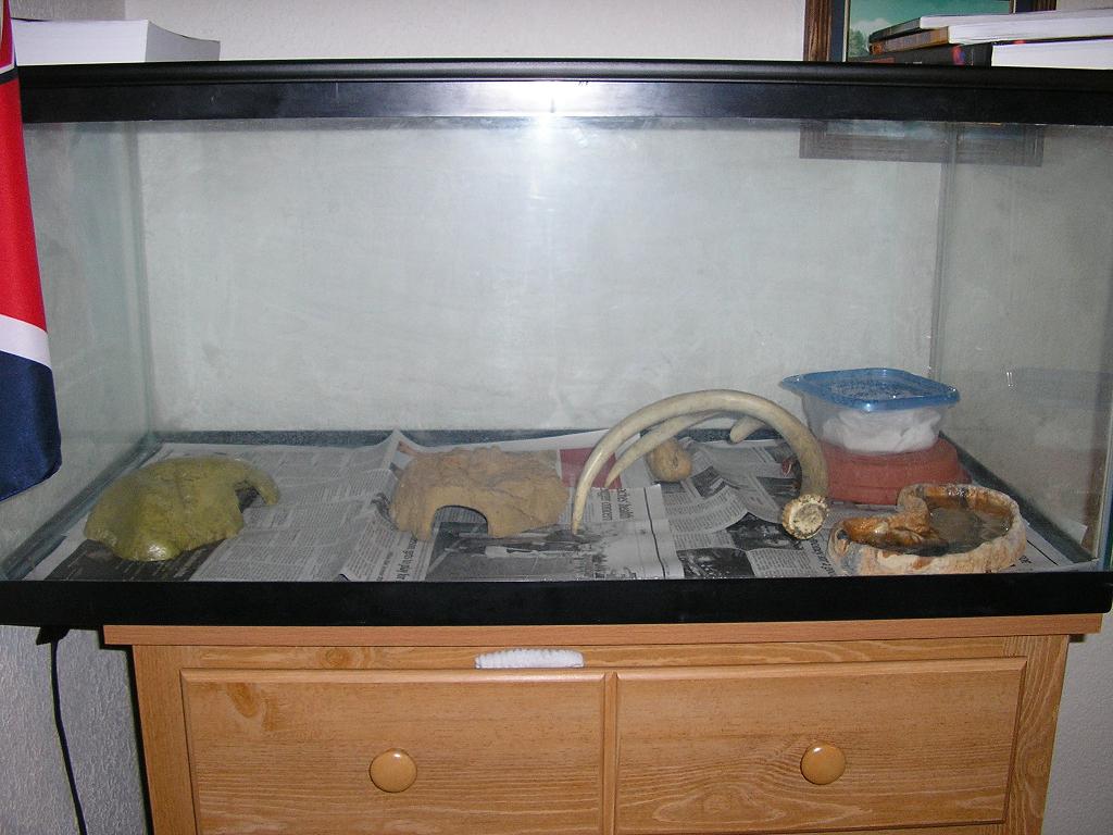 The boys tank