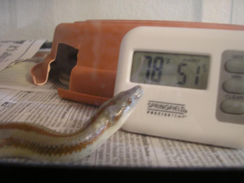Cali reading the thermometer