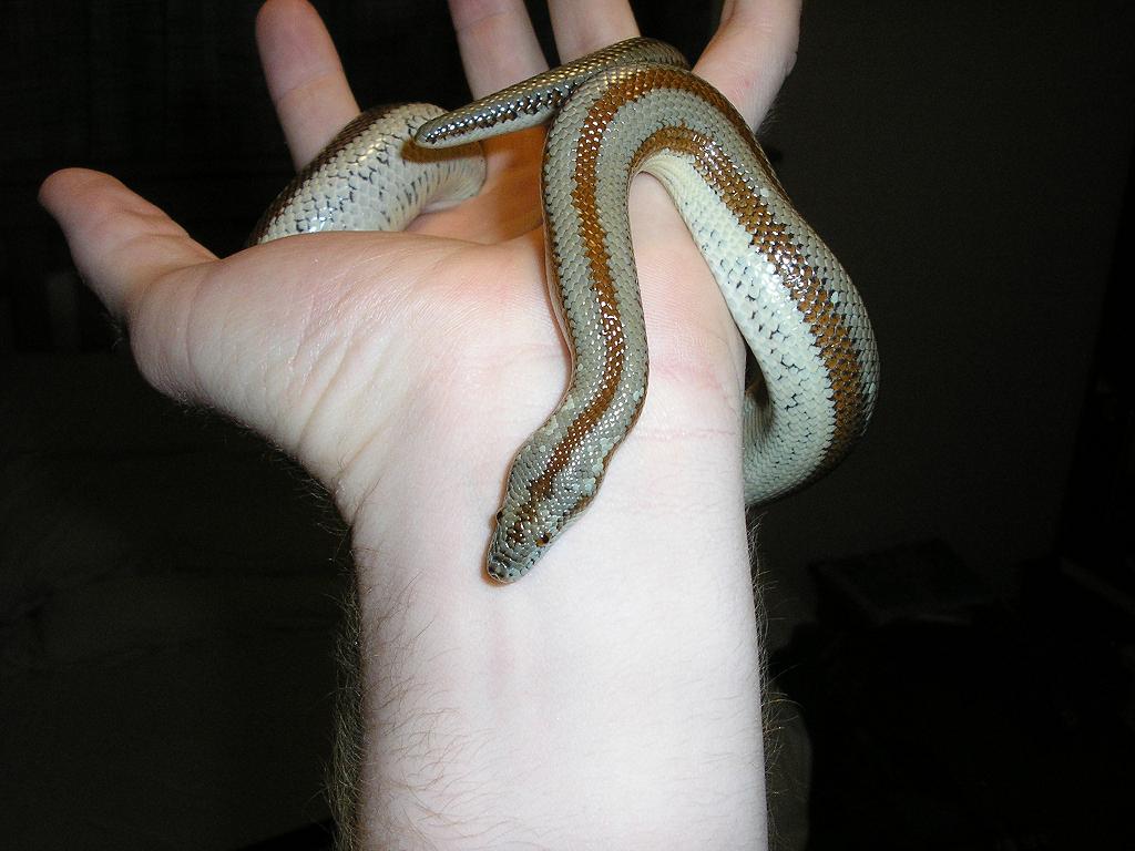 Cali