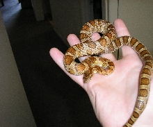 Frito 1