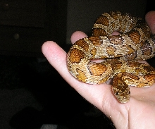 Frito 2