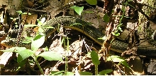 Glass lizard 1