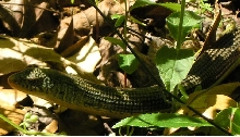 Glass Lizard 2