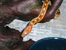 Mole exploring
