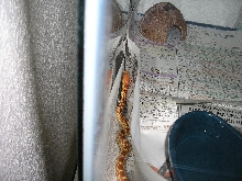 Mole in her tank
