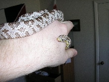 Raynie on hand
