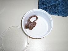 House snake eating