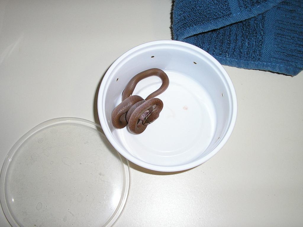 House snake eating