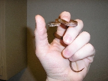 House snake on hand
