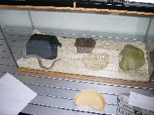 Rivet and his setup