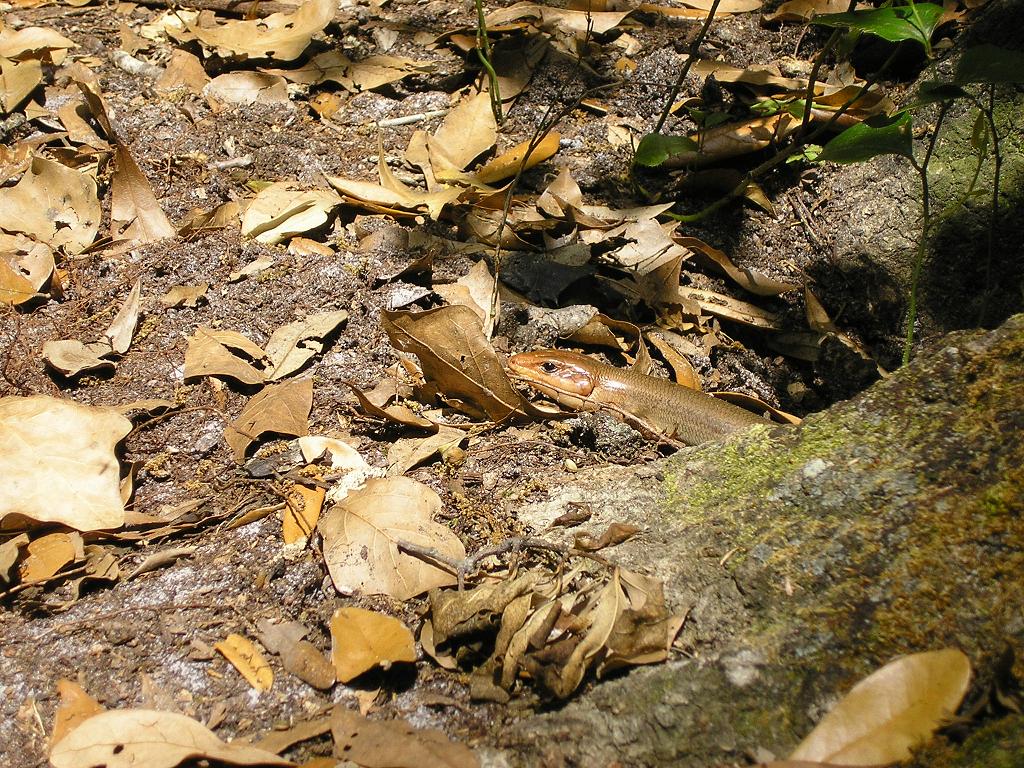 Some sort of Southern Skink