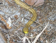 Young yellow rat snake