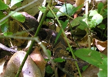 Unknown 1