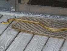 Adult yellow rat