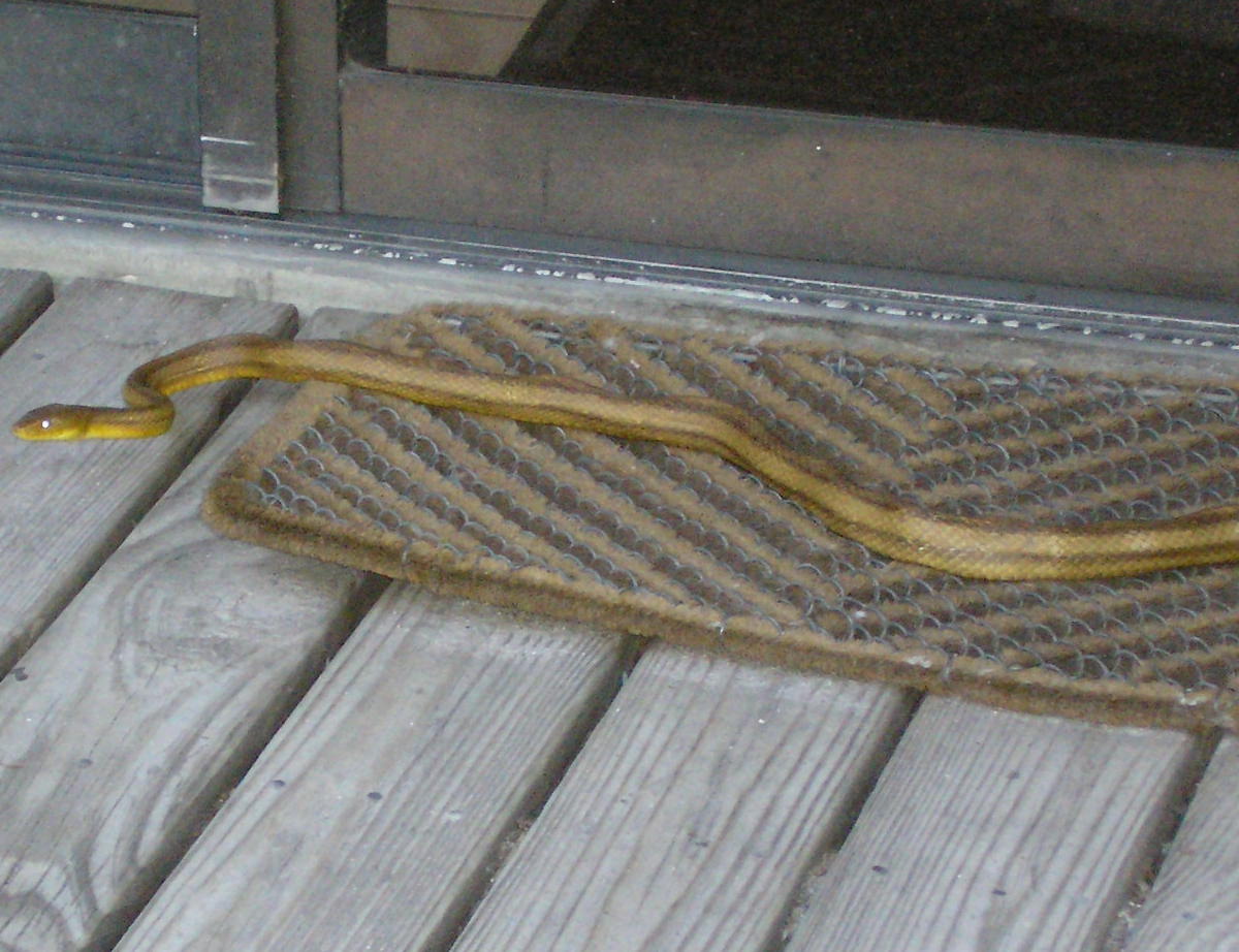 Adult yellow rat