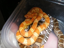 Pile-o-corn snakes