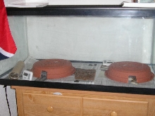 Rosy setup