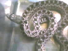 California critter