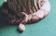 Copperhead
