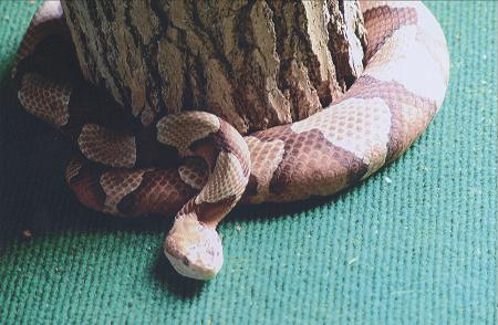 Copperhead